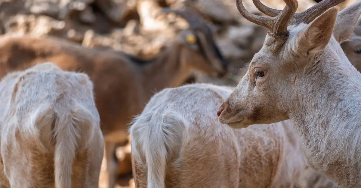 Les Tendances des Excursions Animalières en 2026