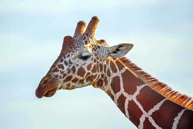 Les Meilleures Excursions Animalières en Famille