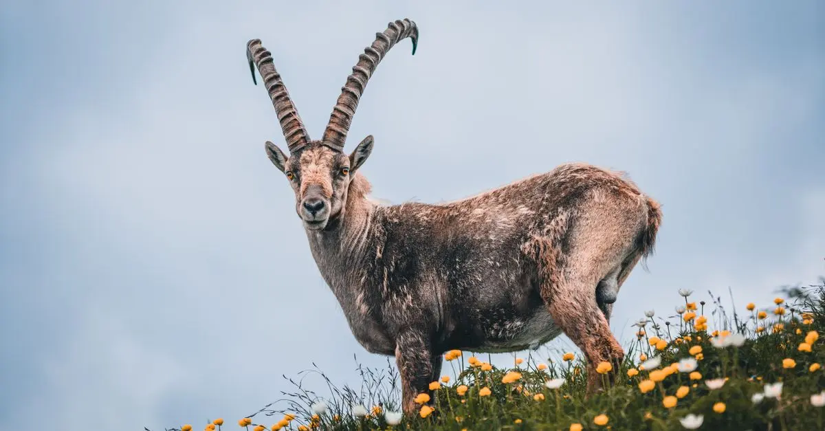 Les Meilleures Périodes pour Partir en Excursion Animalière