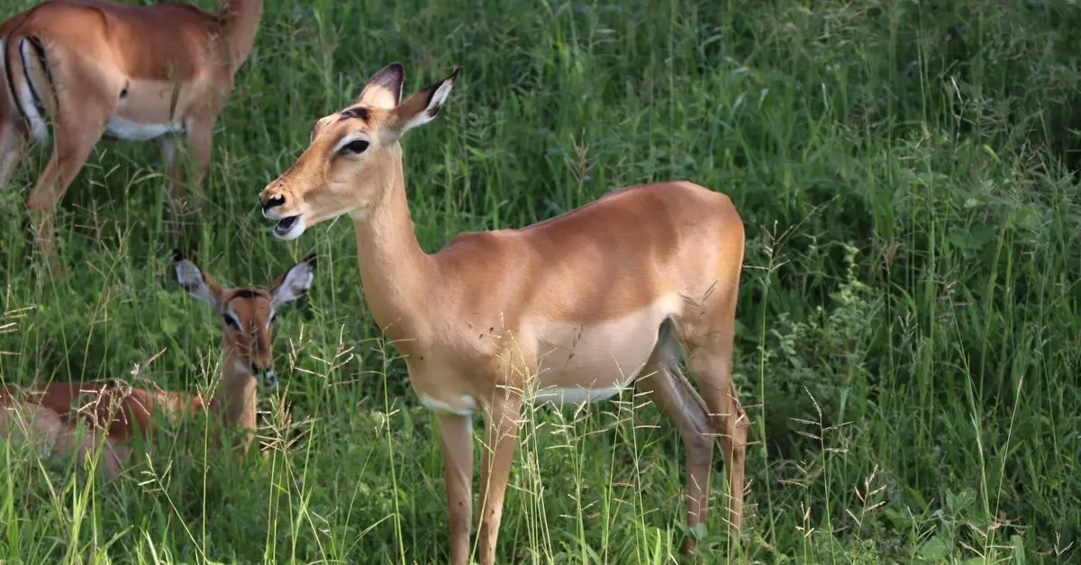 Comment Préparer une Excursion Animalière Parfaite