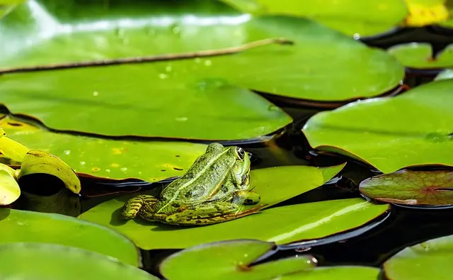 Les Meilleures Émissions Documentaires sur la Faune Sauvage