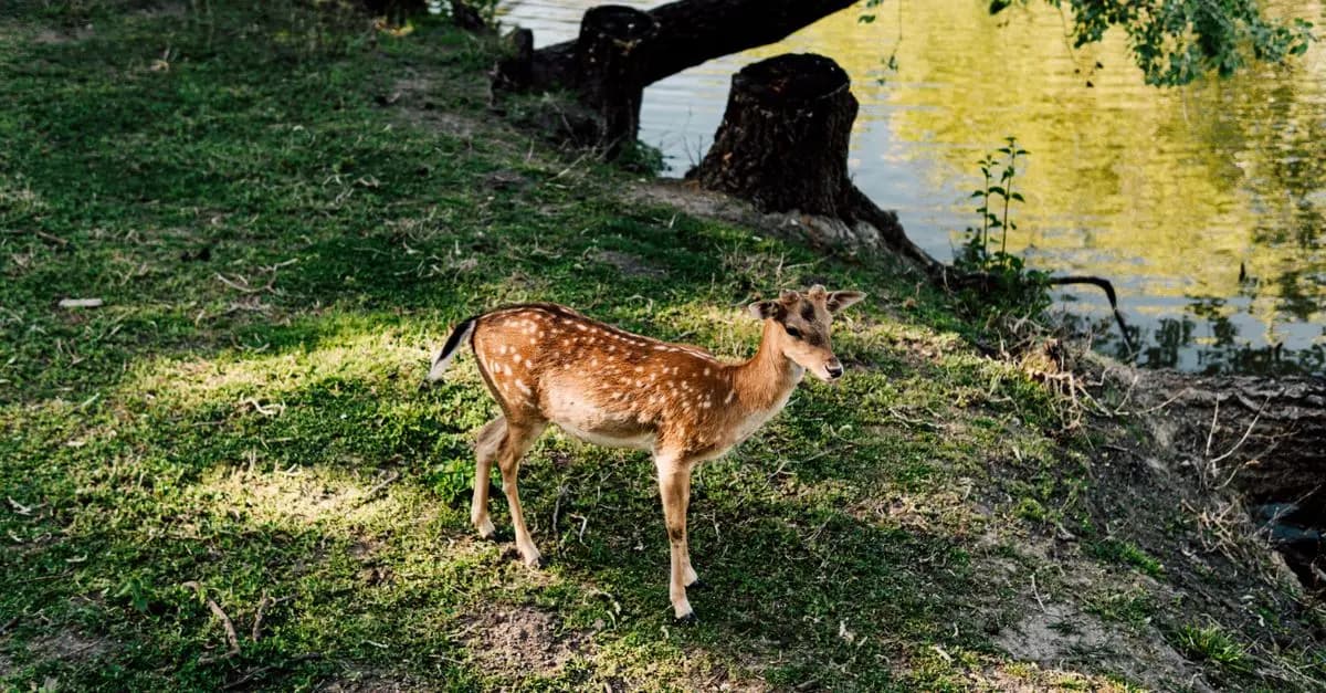 Les Meilleures Techniques pour Photographier la Faune Sauvage