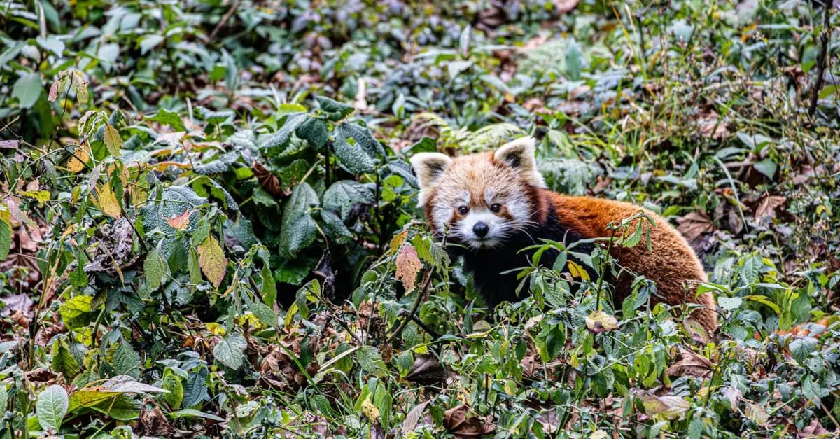 Les Incontournables des Excursions Animalières en Asie