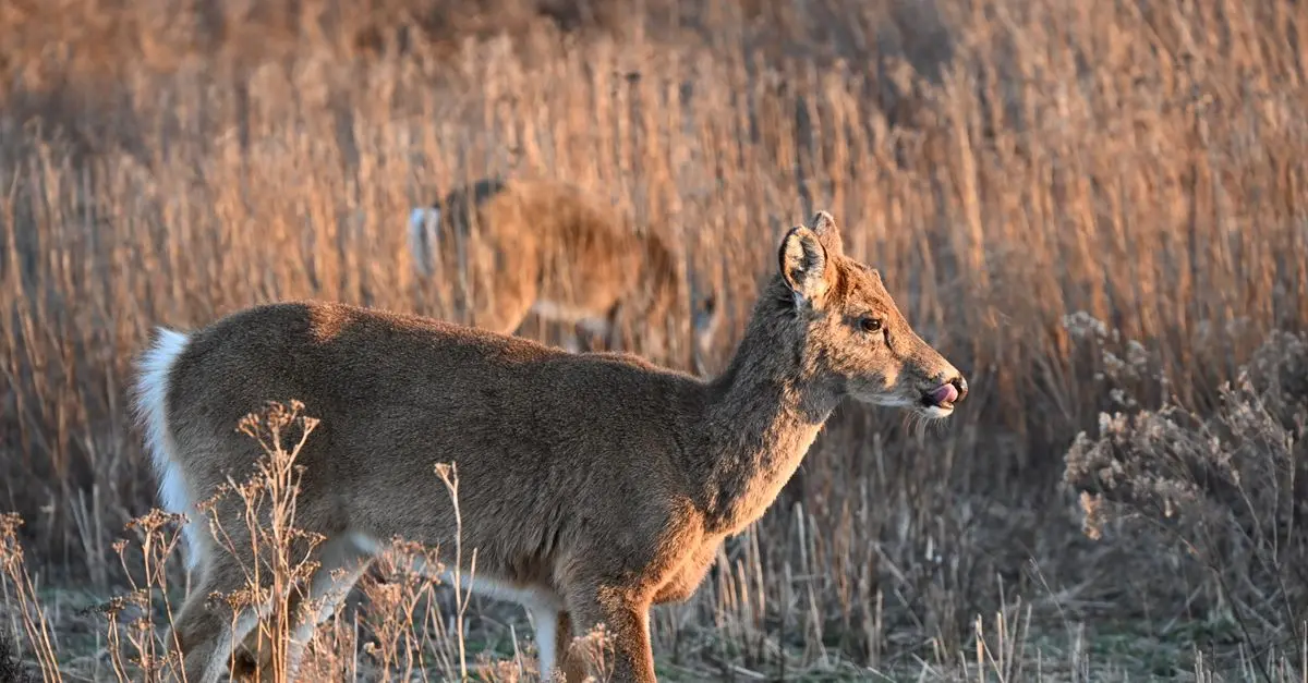 Les Excursions Animalières en Europe : Tout Ce Qu'il Faut Savoir