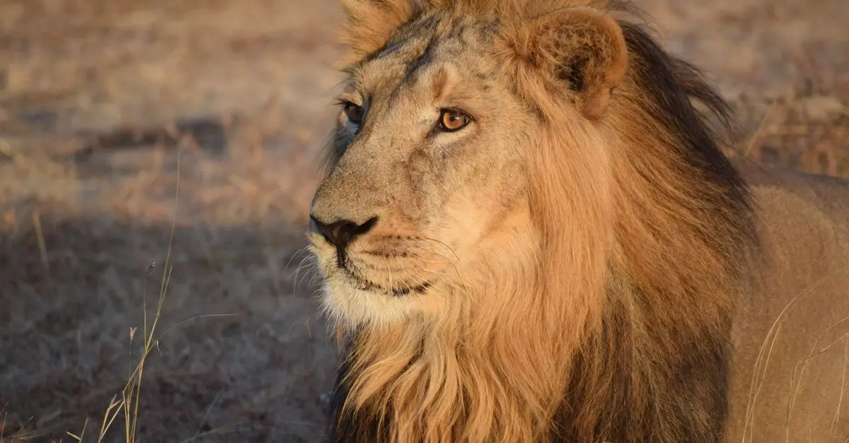 Les Plus Beaux Safaris pour Observer les Grands Félins