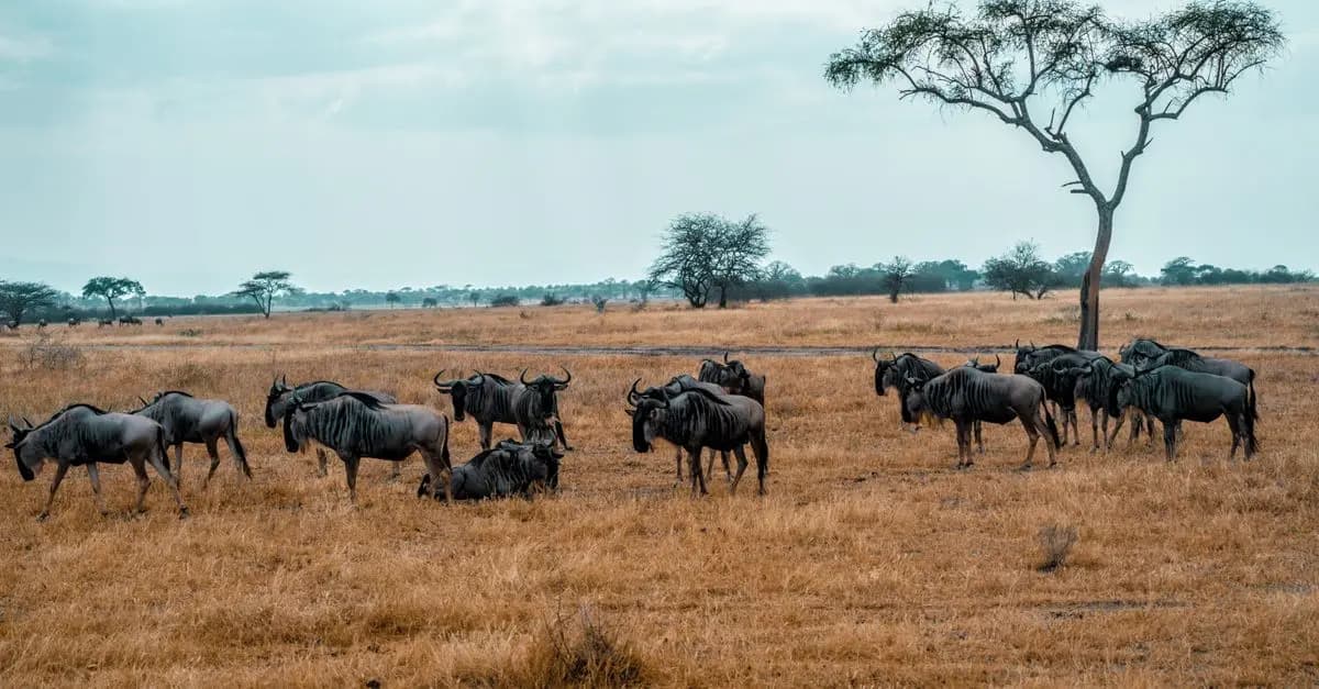 Les 5 Meilleures Destinations pour Excursions Animalières
