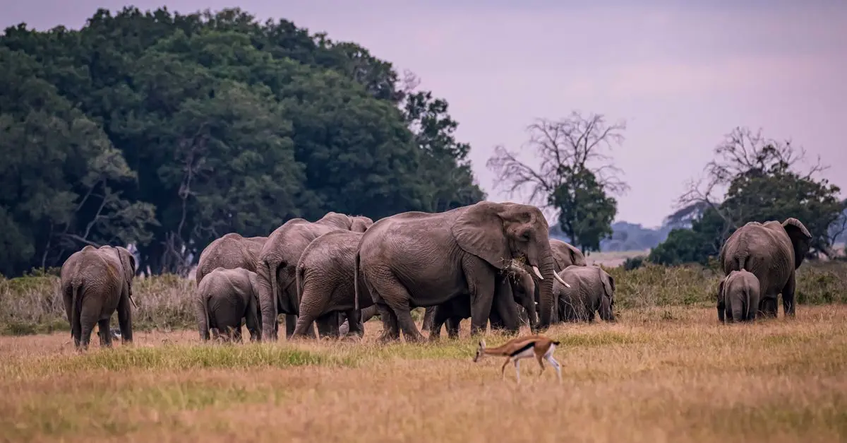 Les Meilleures Destinations pour des Excursions Animalières