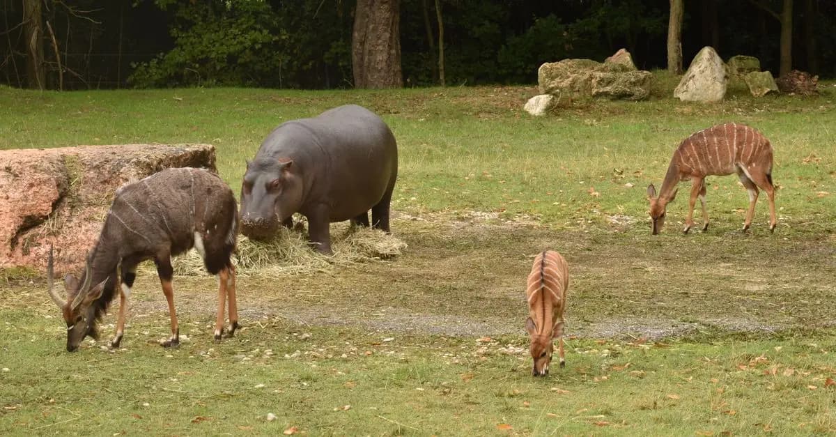 Les Meilleures Destinations pour des Excursions Animalières