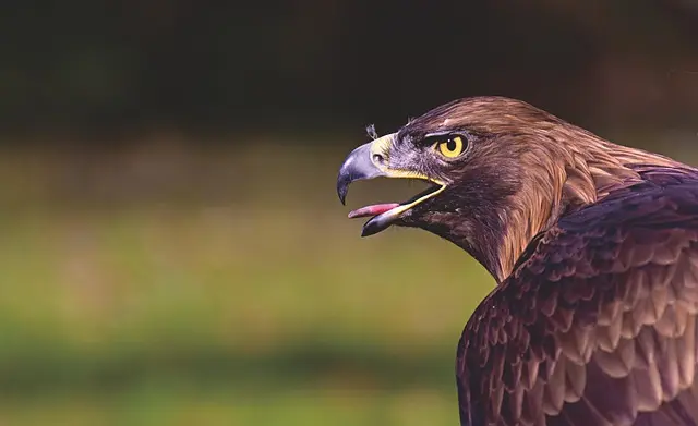 Les Mythes Courants sur les Excursions Animalières à Démystifier