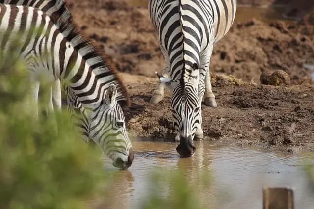 Les meilleures destinations pour des excursions animalières