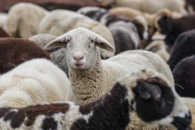 Les Meilleures Destinations pour les Excursions Animalières