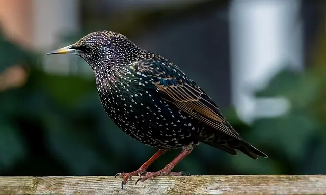 Guide des Meilleures Excursions Animalières Responsables