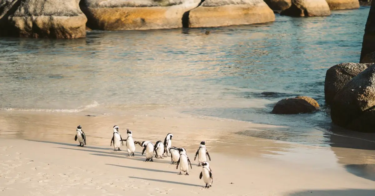 Comparatif : Excursions Animalières Terrestres vs Marines