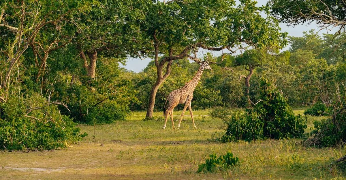Les Meilleures Excursions Animalières à Faire dans le Monde