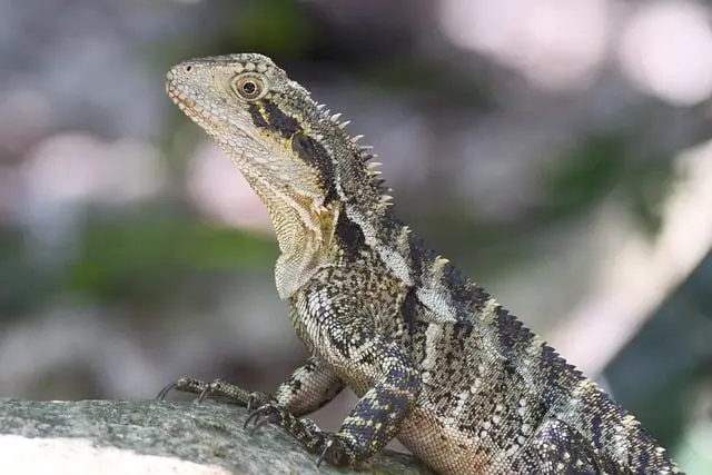 Pourquoi opter pour un voyage responsable lors d'excursions animalières
