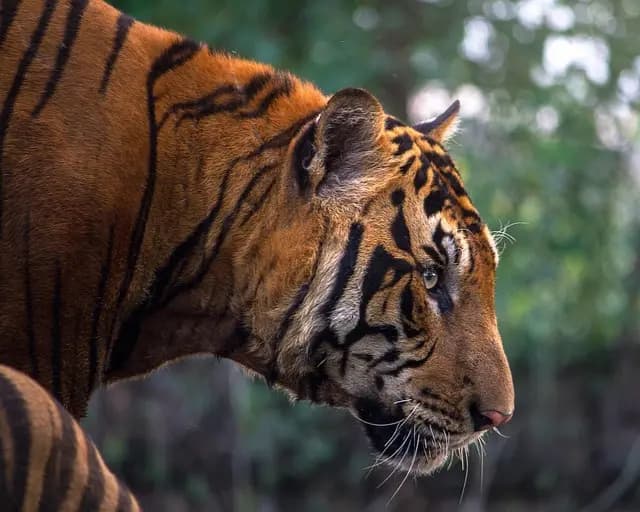 Les Excursions Animalières à Travers le Monde : Un Guide Complet