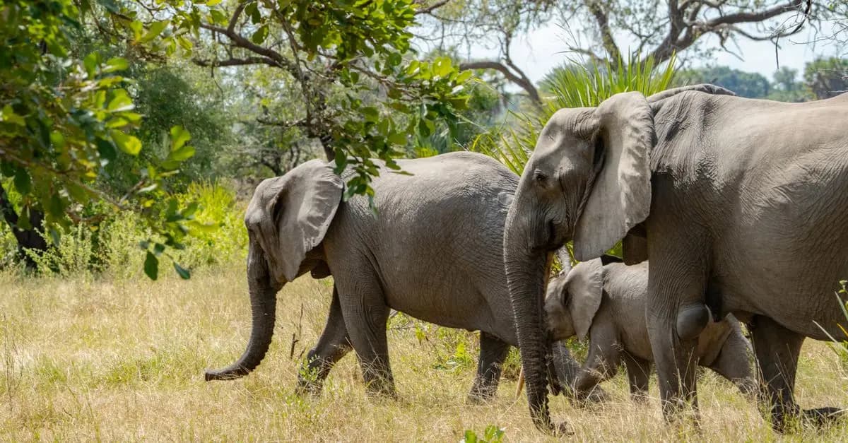 Les Différentes Types d'Excursions Animalières à Explorer