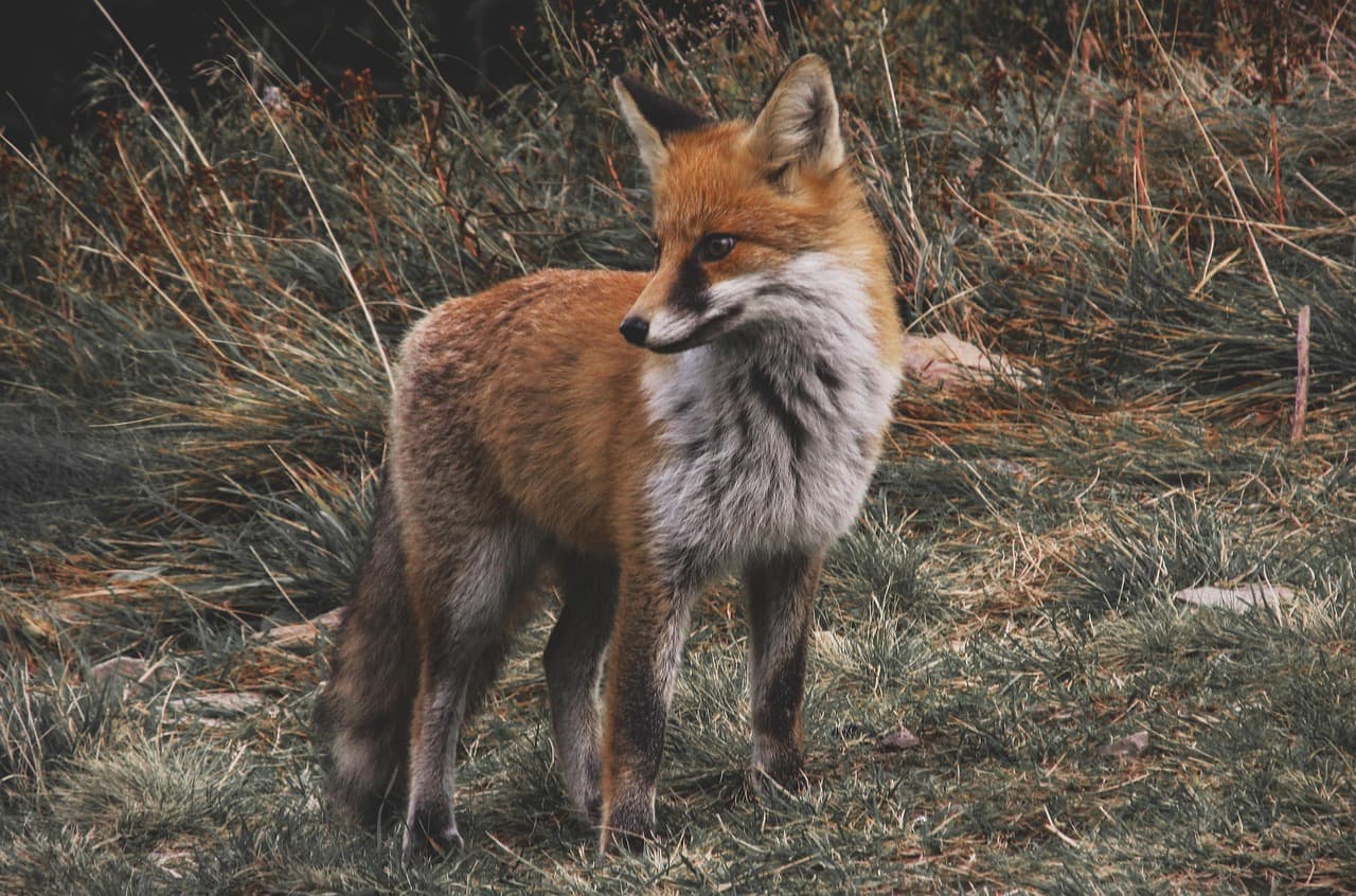 Quoi de Neuf dans les Excursions Animalières en 2026 ?
