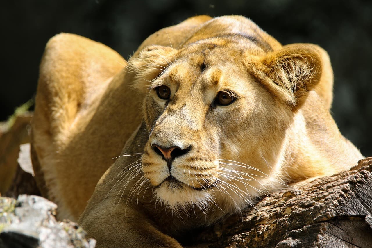 Les Meilleures Excursions Animalières à Faire dans le Monde