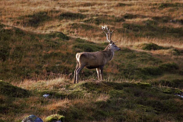 Top 10 des Meilleures Excursions Animalières à Faire
