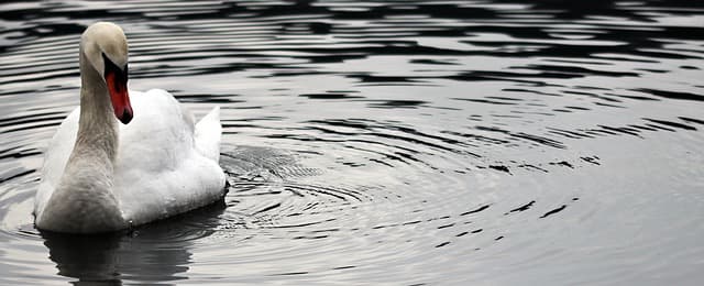 Les Secrets pour Observer les Animaux Sauvages en Excursion