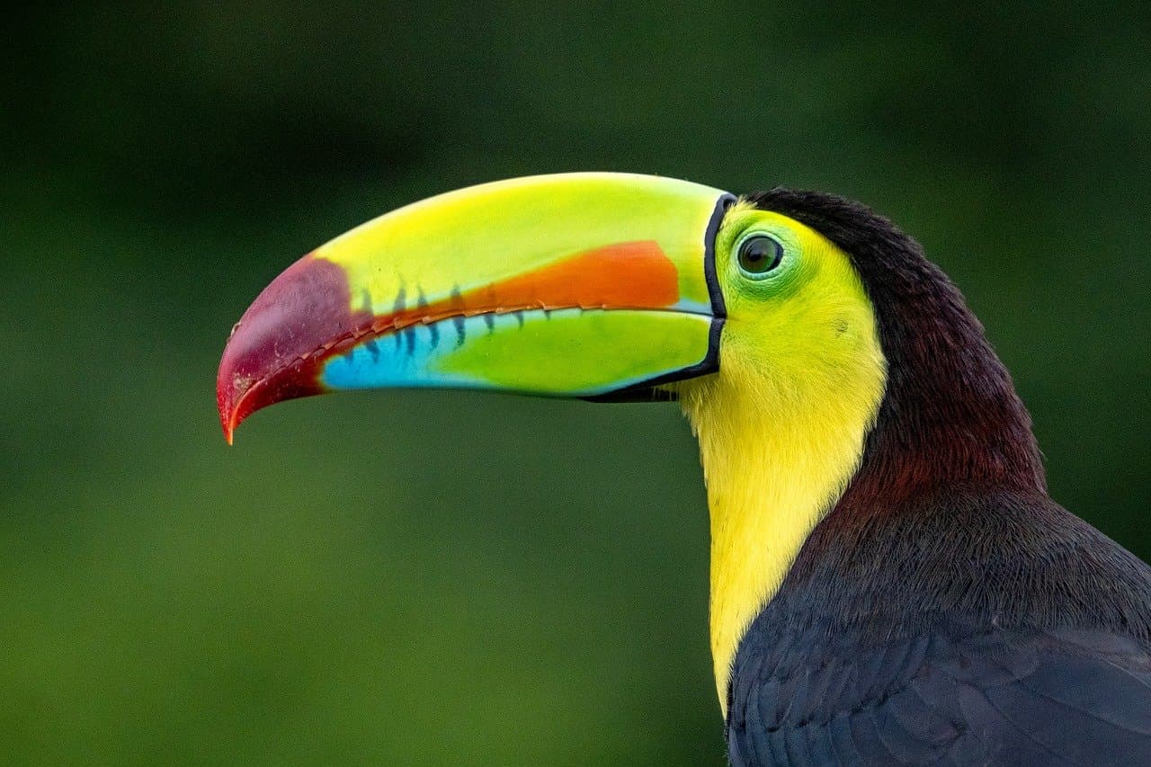 Excursions Animalières en Amazonie : Ce Qu'il Faut Savoir