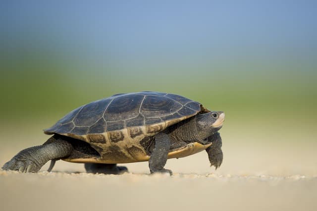 Top 10 des Conseils pour Réussir votre Excursion Animalière