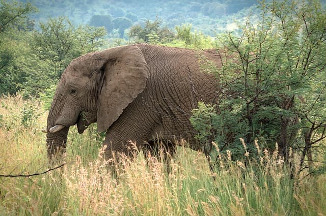 Les Meilleures Excursions Animalières à Faire dans le Monde