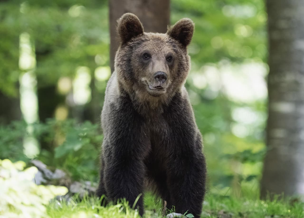 Les Meilleures Destinations pour Partir en Excursion Animalière