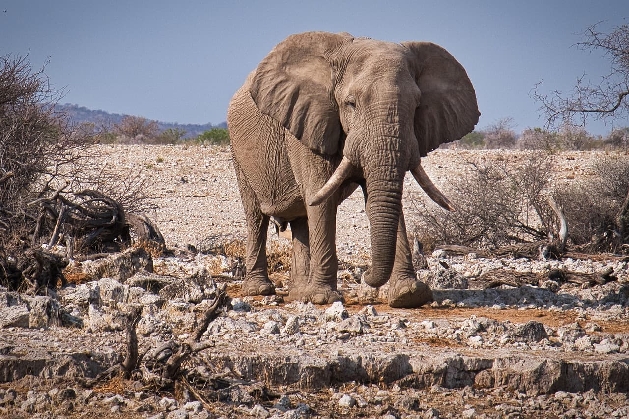 Top 10 des Destinations pour des Excursions Animalières