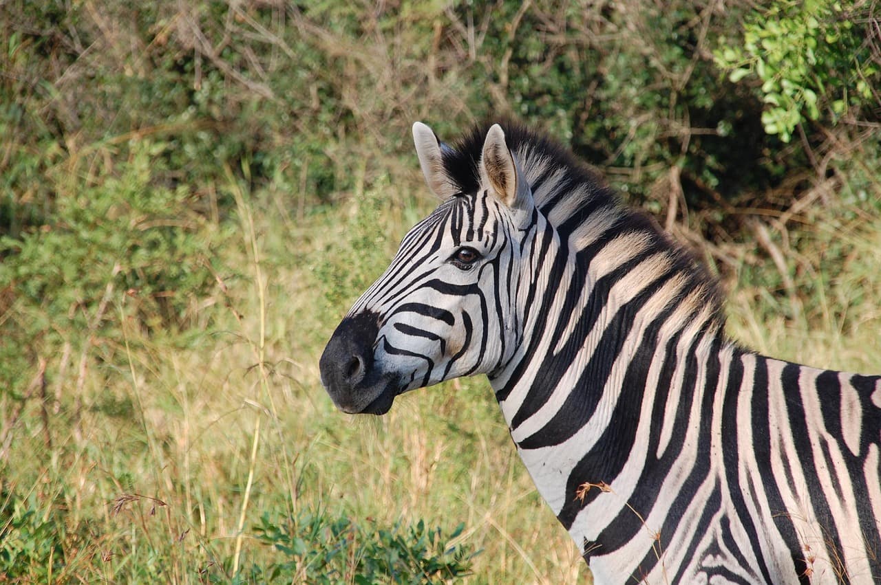 Les Meilleures Excursions Animalières à Faire dans le Monde