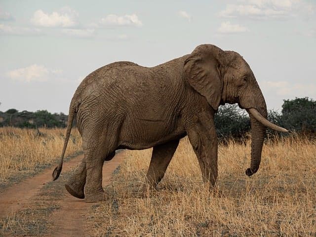 Les Meilleures Destinations pour des Excursions Animalières